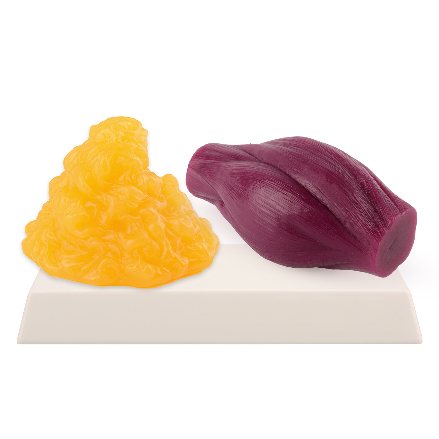 1lb Fat Replica & Muscle to Ke - Nutrition In Fitness のレビューと価格