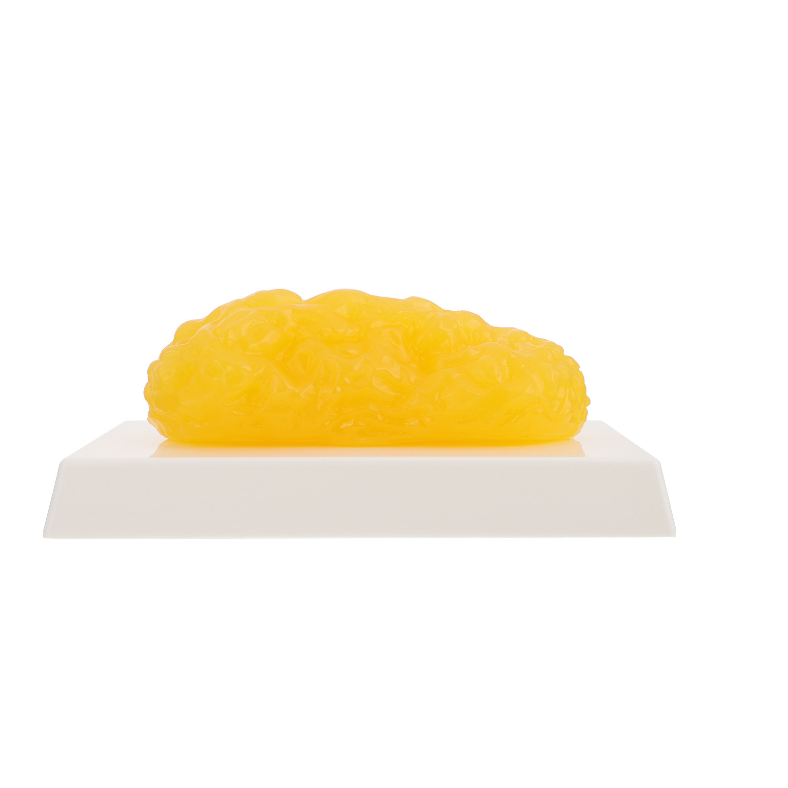 Human Body Fat Pound Plastic F - Nutrition In Fitness のレビューと価格