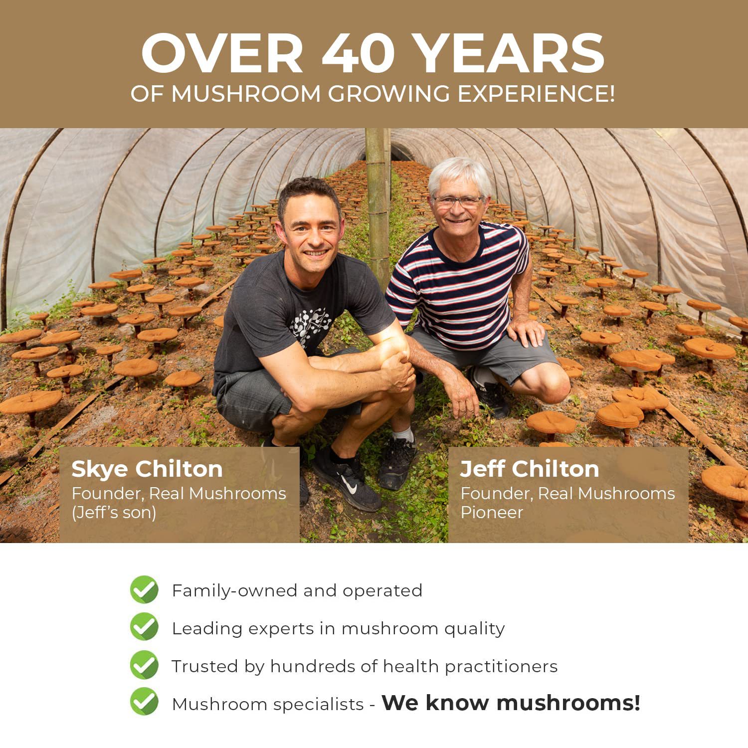 Lion Mane Ganoderma Mushroom C - Lion Mane Mushroom のレビューと価格